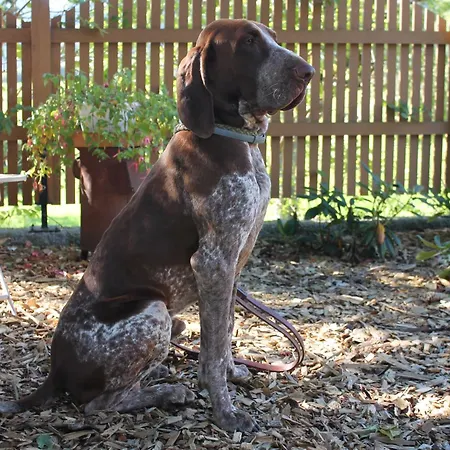 Apartament Garni Doerflerwirt Aflenz Kurort